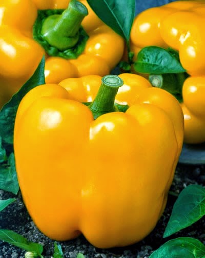 orange-california-wonder-bell-pepper