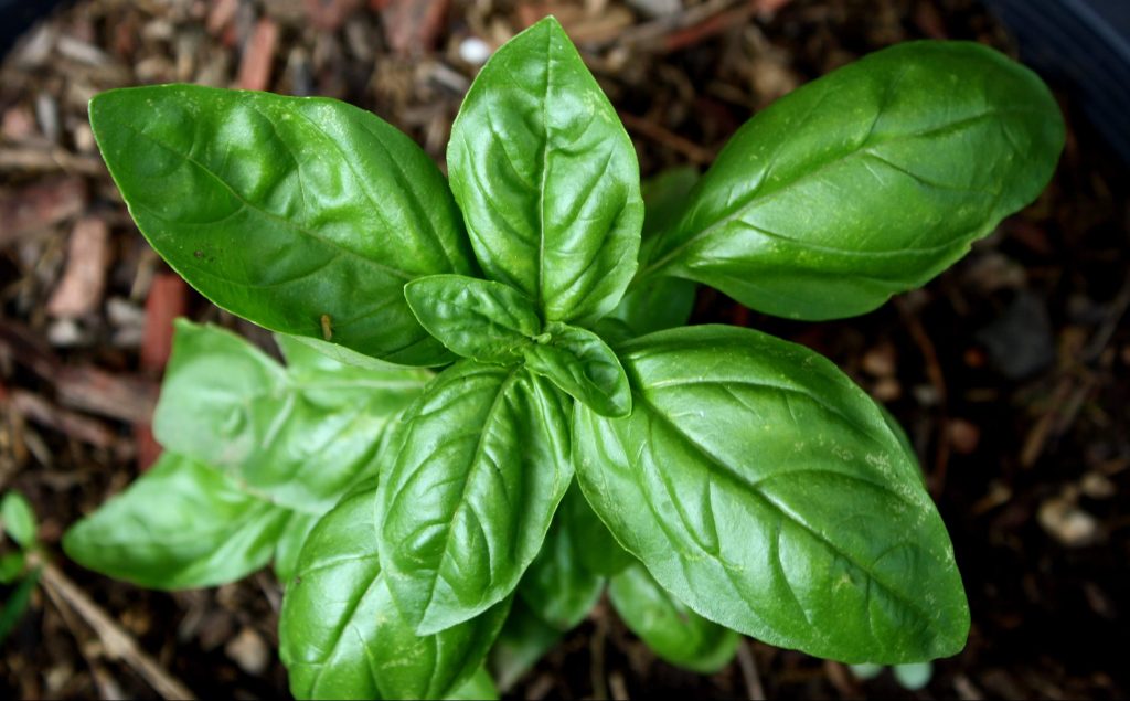 sweet-basil-plant-e1439207227574